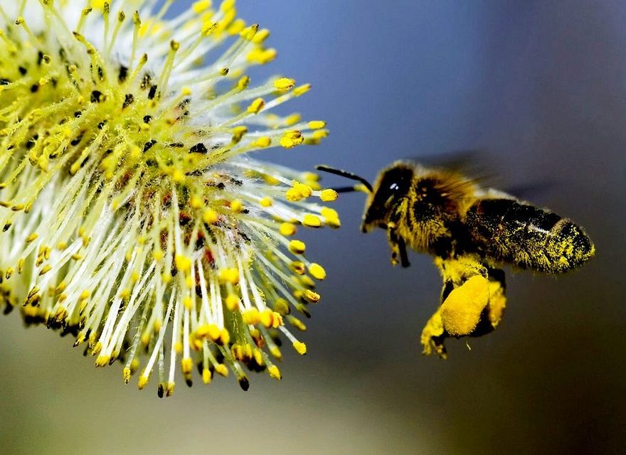 bee pollen benefits and facts