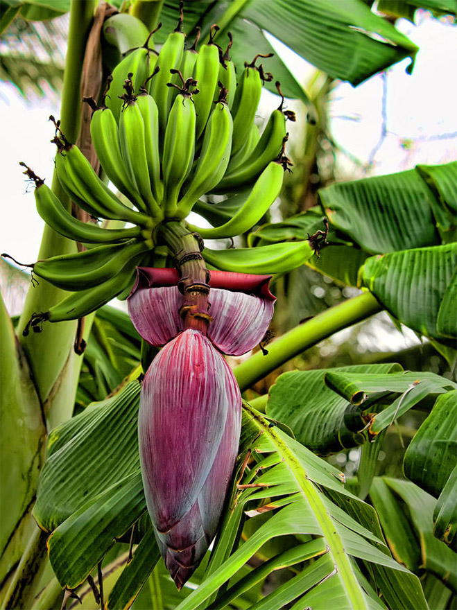 Banana blossom plant information | chocmales
